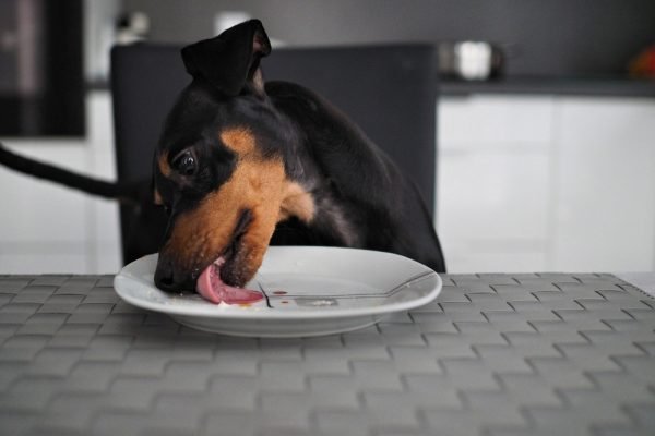 What to Do If Your Dog Eats Glass & How Vets Will Help