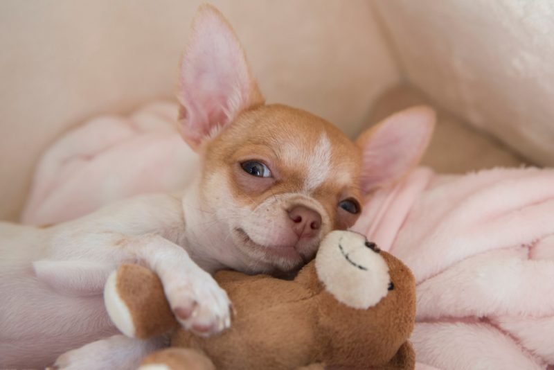Tiny But Mighty: The Surprising History of Chihuahuas