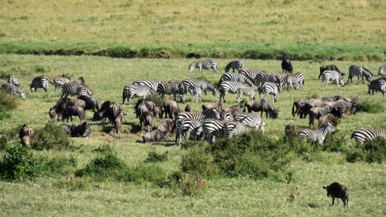 Tracing Fire, Rain, and Herbivores in the Serengeti