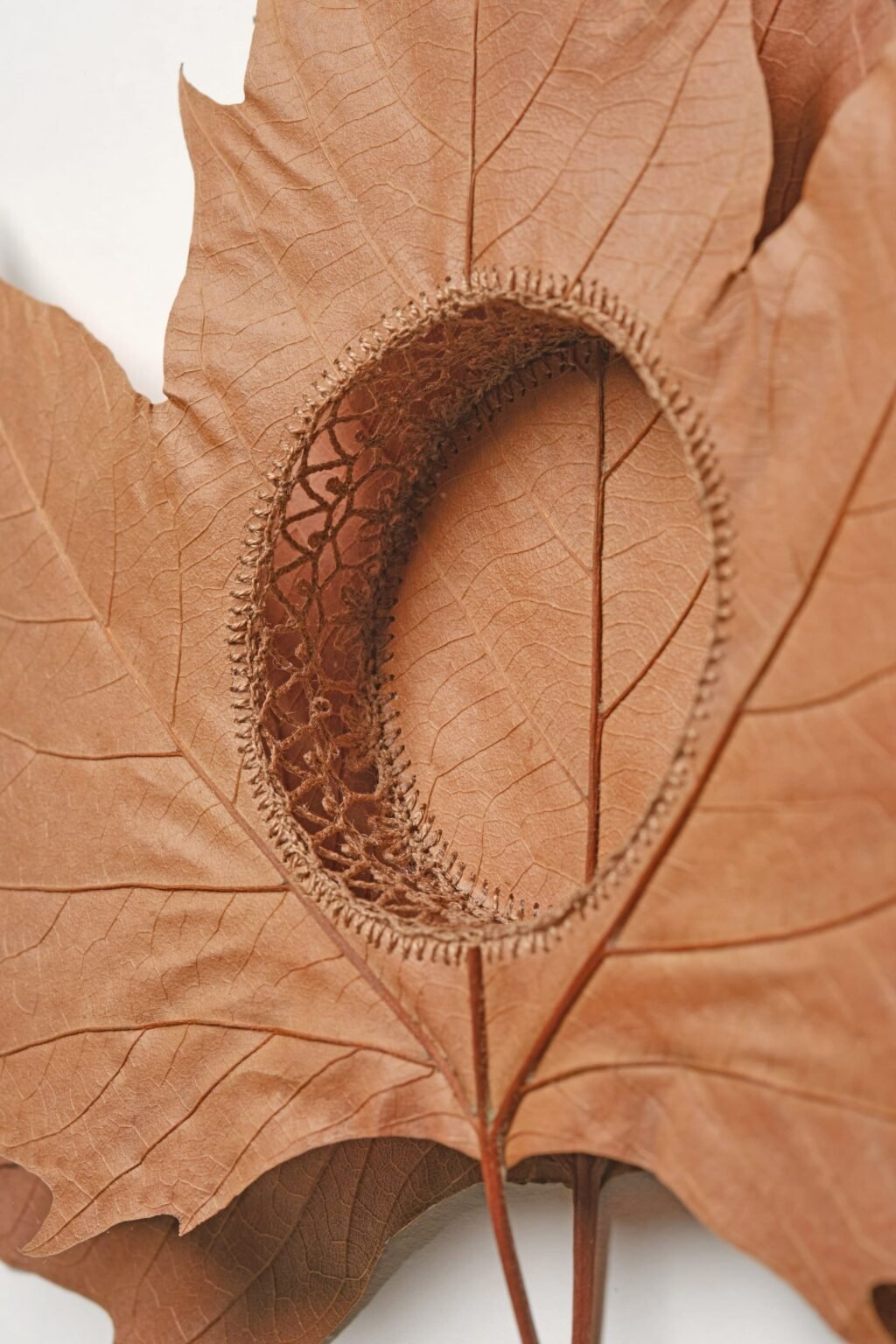 Meticulously Stitched Leaves Transform into Tender Sculptures by Susanna Bauer
