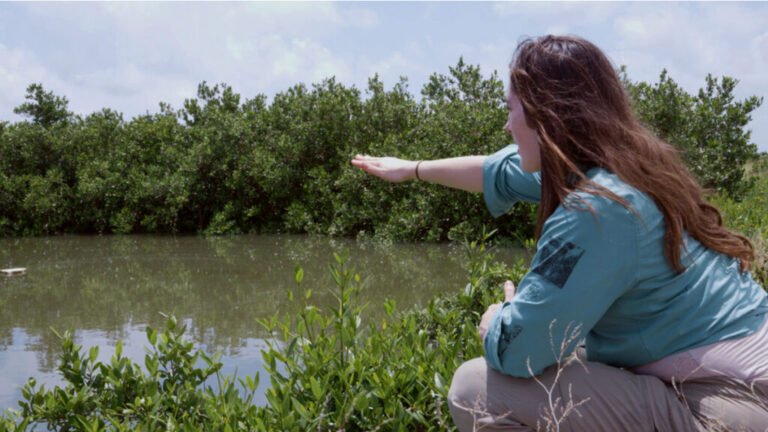 Glass Sand Grows Healthy Mangroves