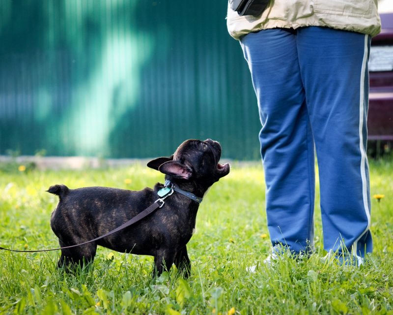 Gentle Training Methods to Curb Excessive Barking