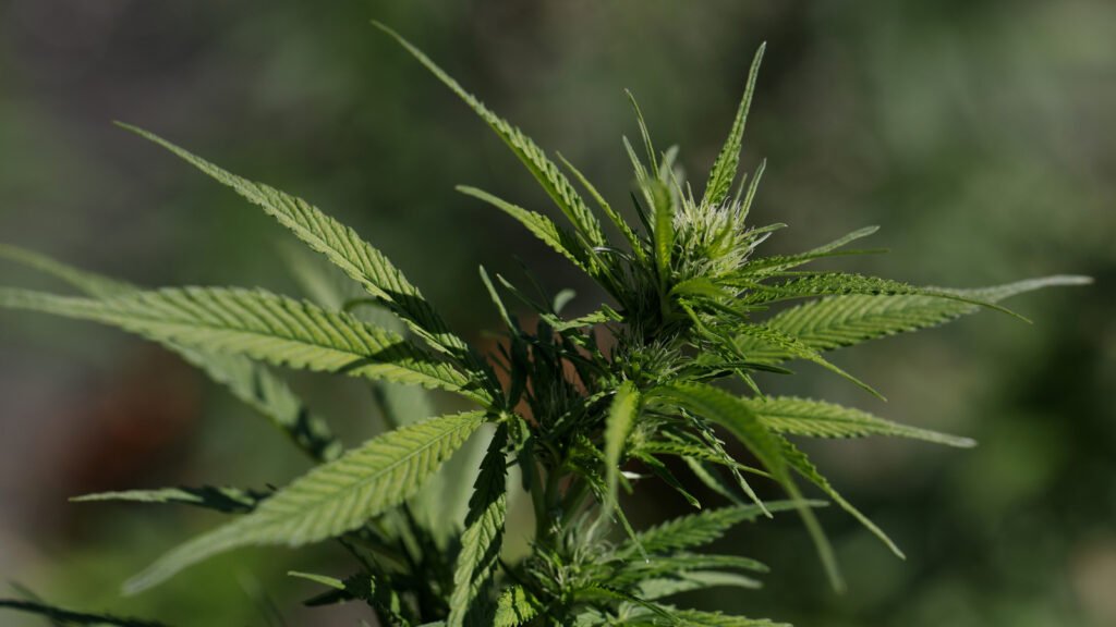 Man Puts The 'Dealer' In 'Car Dealer,' Gets 40 Years For Selling Weed