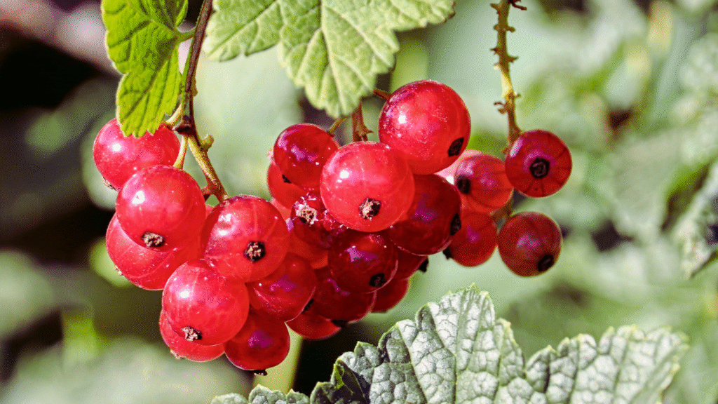 The Best Shade Perennials Colorado Gardens Must Have
