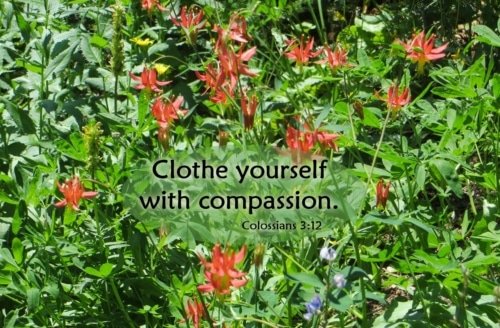 Clothe Yourselves with Compassion – Colossians 3:12-14