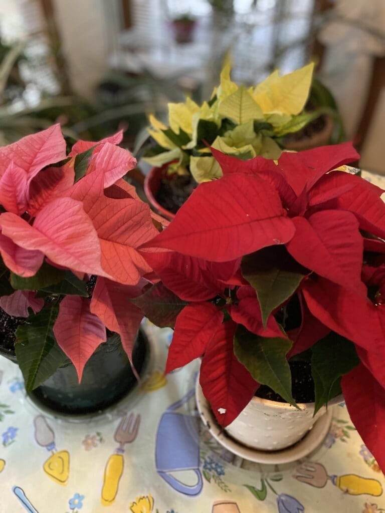 Happy New Year, Twenty-Six!