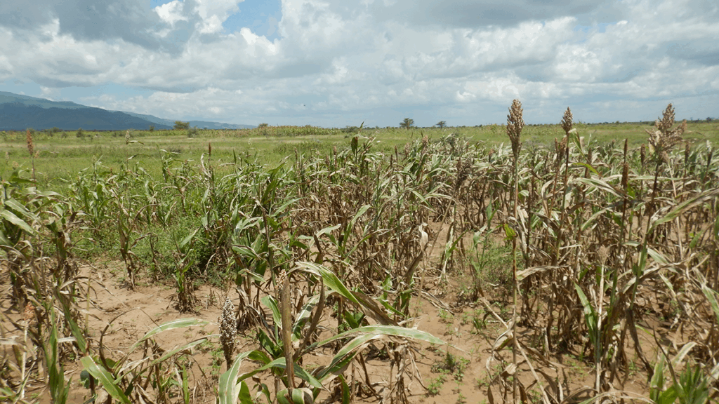 How Satellite Data Helped Avoid Hunger from Drought