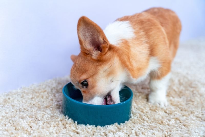 “BPA-Free” Dog Bowls Aren’t Actually Safer – Here’s Why