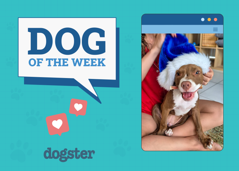 Dogster Photo Contest: Dogs of the Week Winners (January 22, 2026)