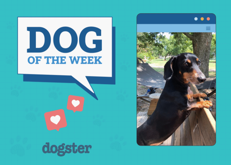 Dogster Photo Contest: Dogs of the Week Winners (January 29, 2026)