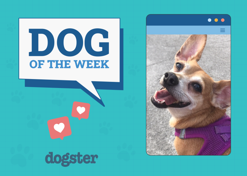 Dogster Photo Contest: Dogs of the Week Winners (January 8, 2026)