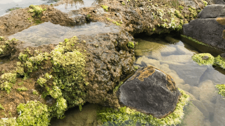 Rocks Formed by Microbes Absorb Carbon Day and Night