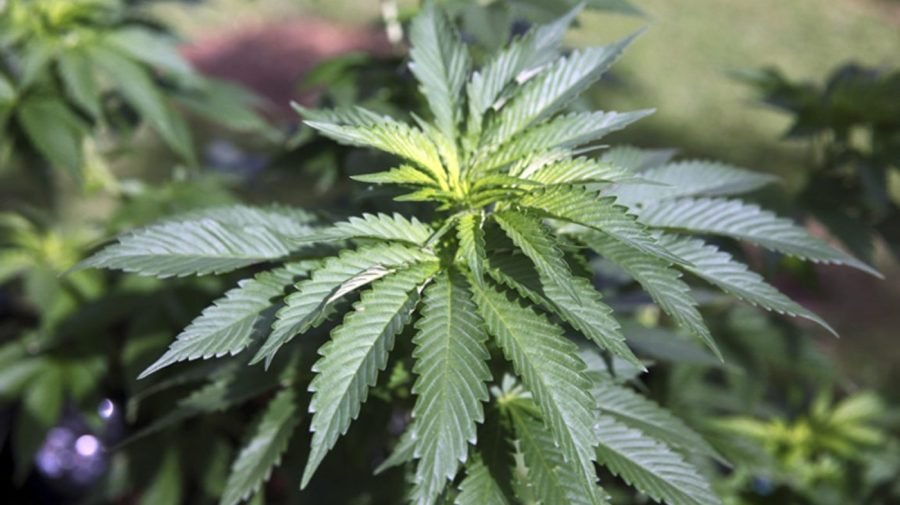 Cannabis hyperemesis syndrome cases surge in Virginia: What is it?