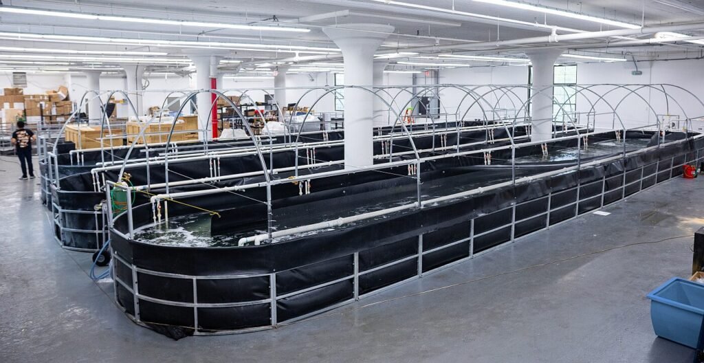 Atarraya looks to bring high-tech shrimp farming to UAE, evolves business model