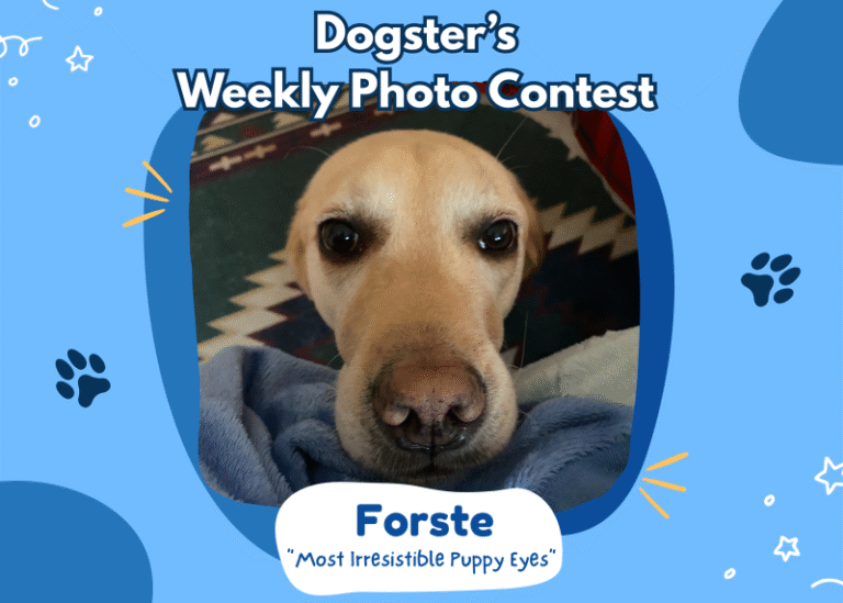 Dogster’s Weekly Photo Contest Winners: The Most Irresistible Puppy Eyes (February 12, 2026)
