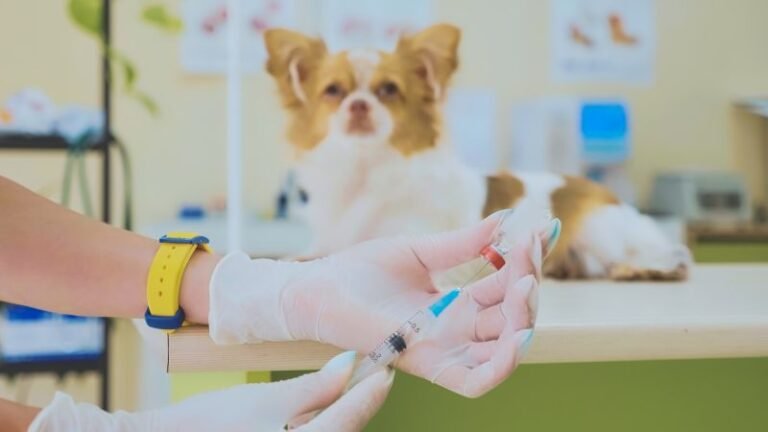 EXCLUSIVE EXPOSÉ: New Treatment for Canine Allergic and Atopic Dermatitis – But Who Really Benefits?