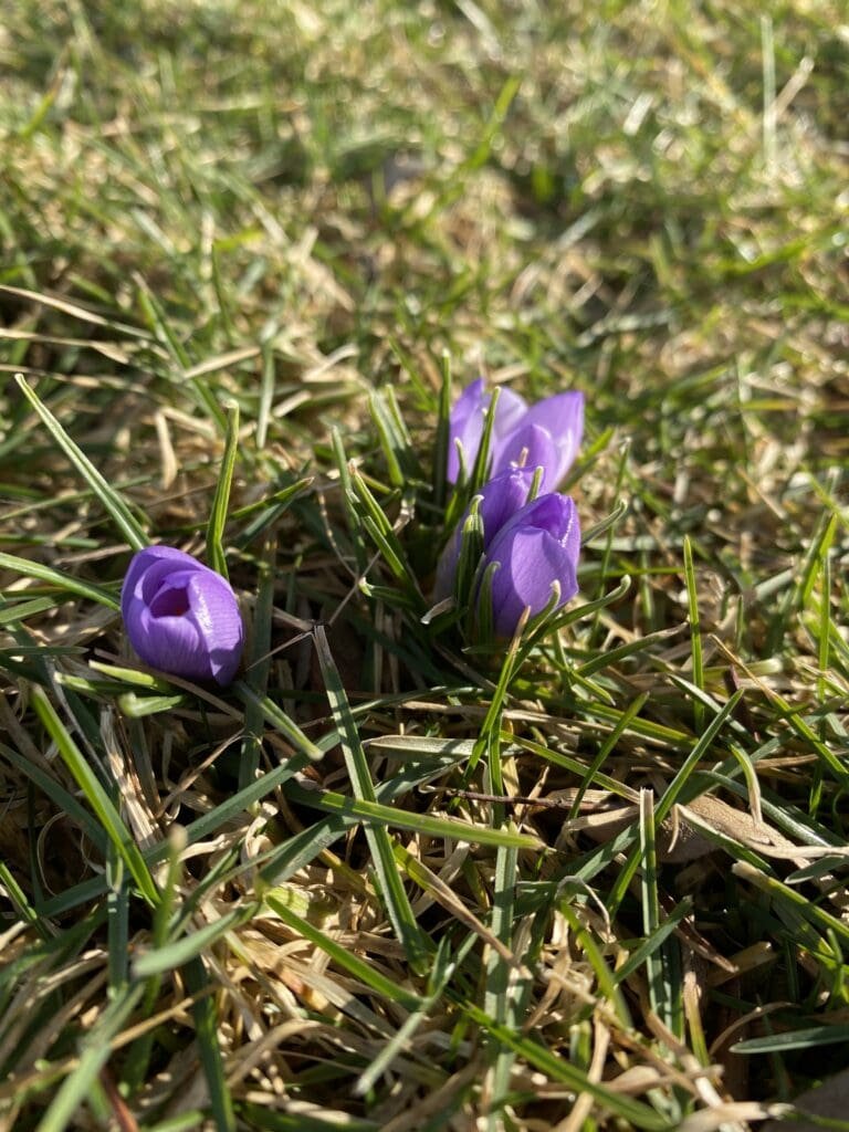 Garden Bloggers’ Bloom Day – February 2026