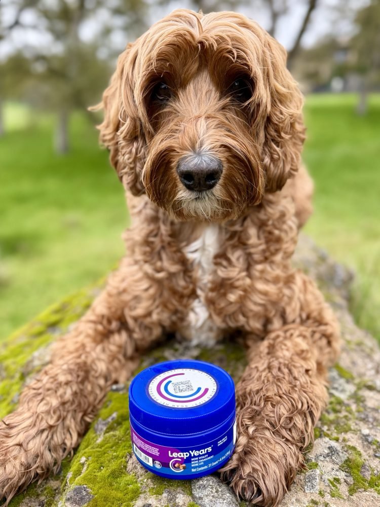 Innovation Is Defining Longevity in Pet Health