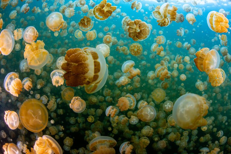 Jellyfish, drifts and giants: the very best things to do in Palau