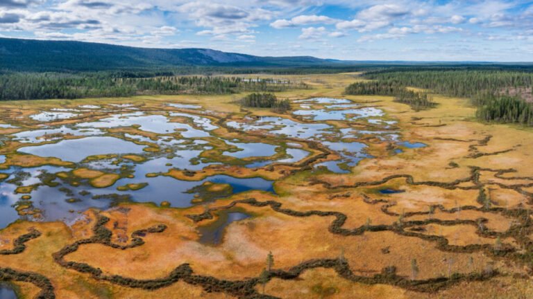 Restored Peatlands Could Become Carbon Sinks Within Decades