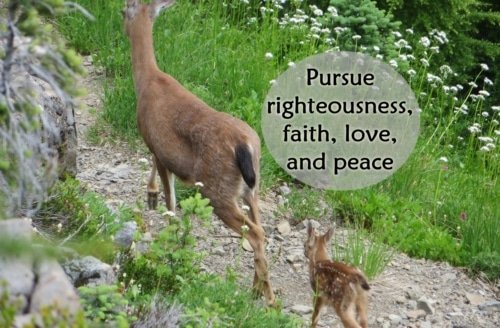 Pursue Righteousness, Faith, Love, and Peace – 2 Tim. 2:22