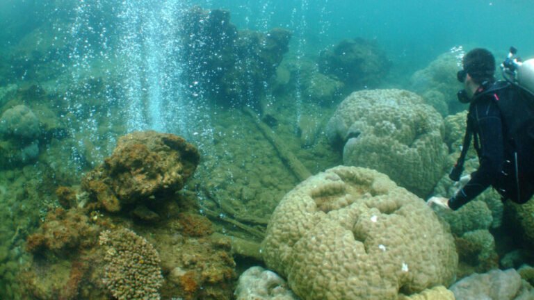 Coral Diversity Drops as Ocean Acidifies