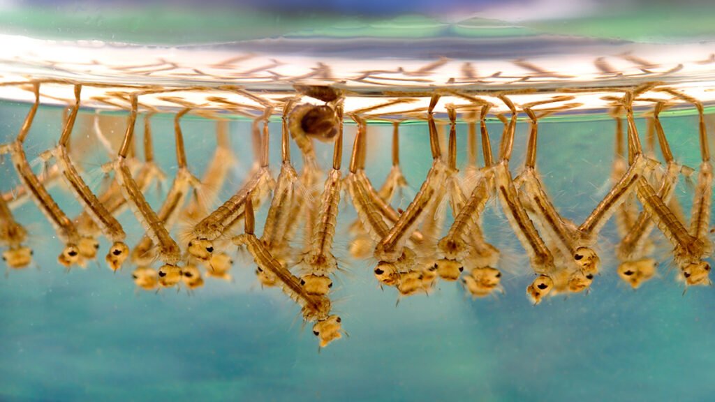 New Method Could Improve U.S. Forecasting of West Nile Virus