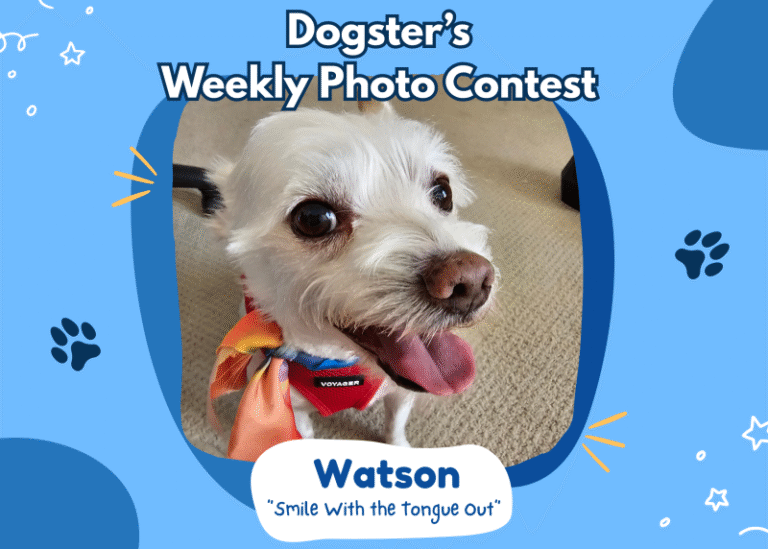 Dogster’s Weekly Photo Contest Winners: Smile With the Tongue Out (February 19, 2026)