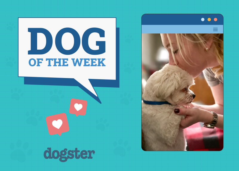 Dogster Photo Contest: Dogs of the Week Winners (February 5, 2026)