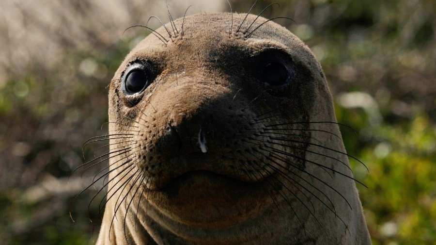 California seal-watching tours cancelled due to bird flu outbreak