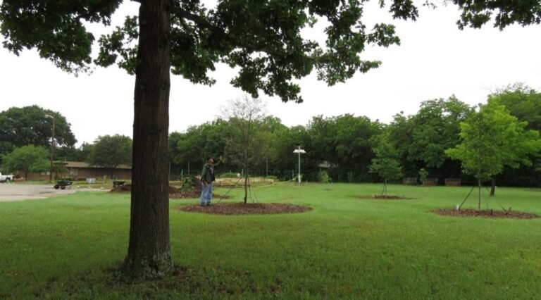 Tree Care Basics for North Texas