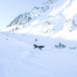 One of California's most elusive animals captured near Yosemite