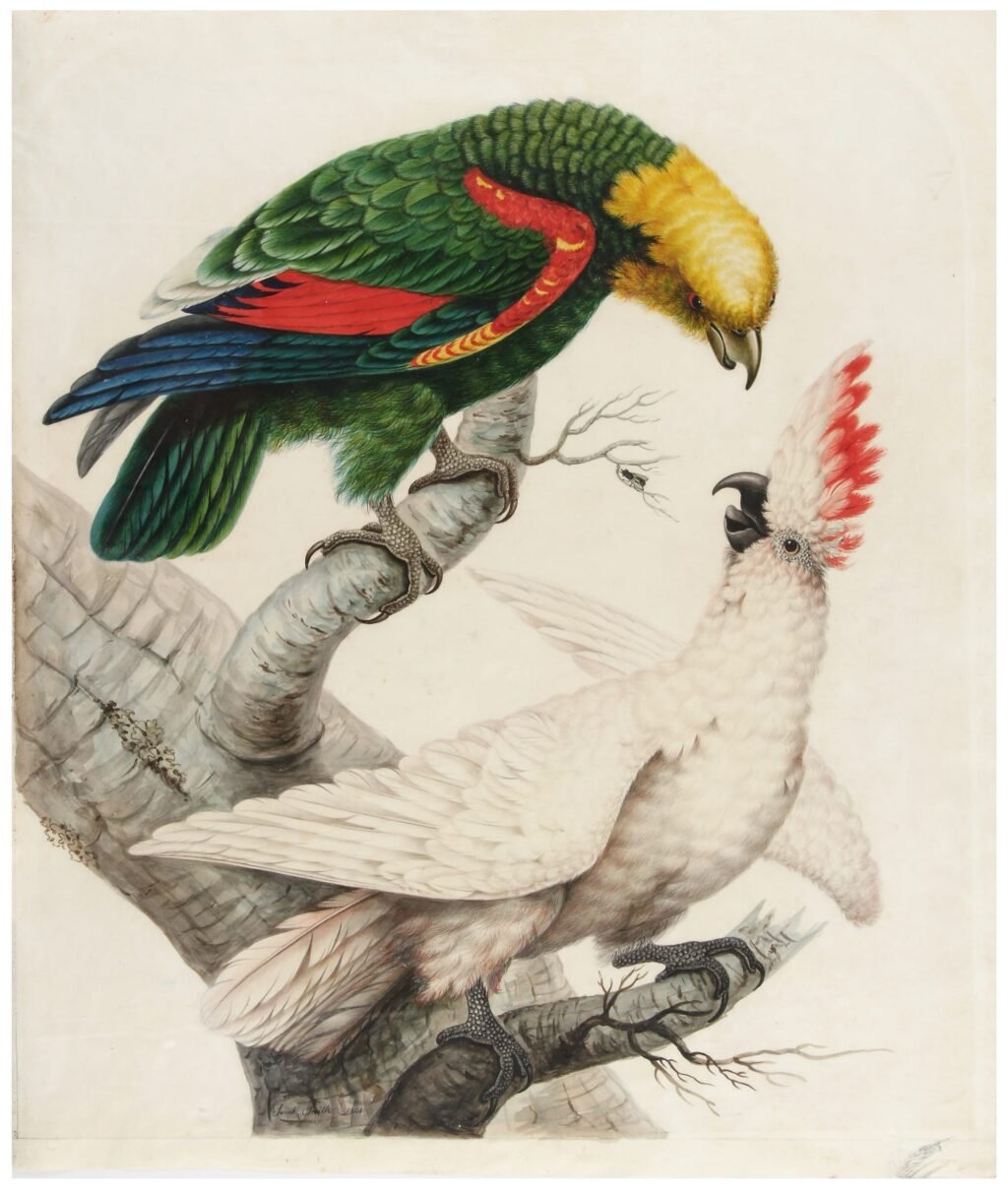 ‘Sarah Stone’s Unseen World’ Highlights Avian Paintings by an 18th-Century Talent
