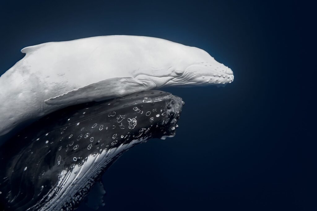 A Rare White Whale Sighting Tops the 2026 World Nature Photography Awards