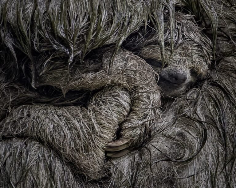 Vote for the 2025 Wildlife Photographer of the Year’s People’s Choice Award