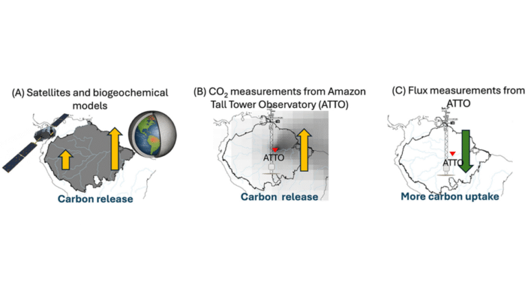 Severe 2023 Drought: Sinking Carbon Sink in the Amazon