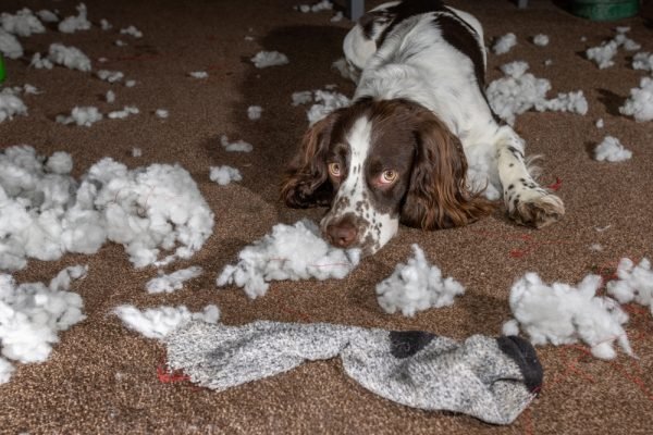 Ways to Stop Dog Boredom Before It Destroys Your House