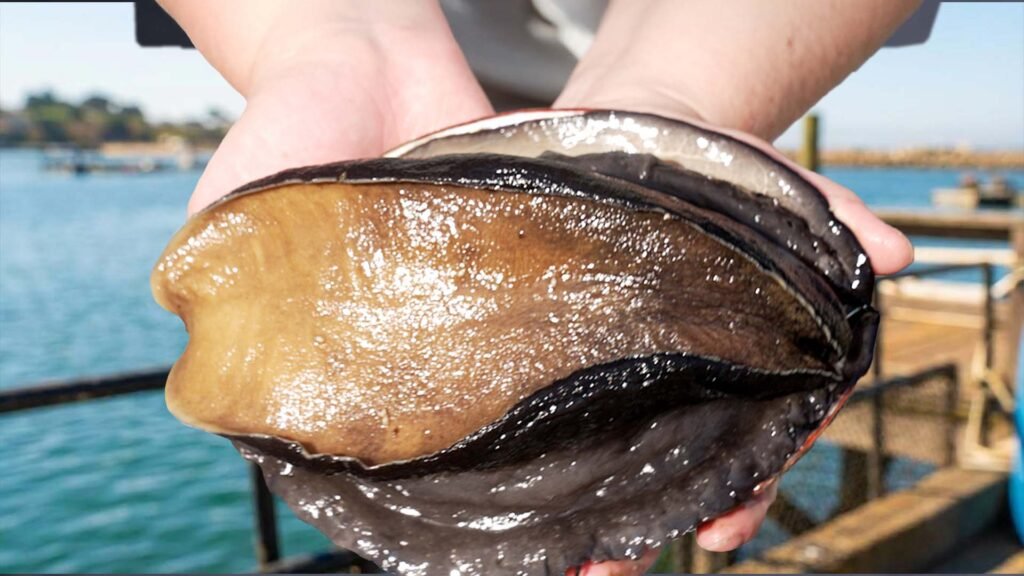How One Farm Raises the Rarest, Most Expensive Mollusk in America