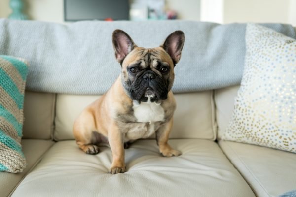 America’s Most Popular Dog Breed Is Also One of the Unhealthiest
