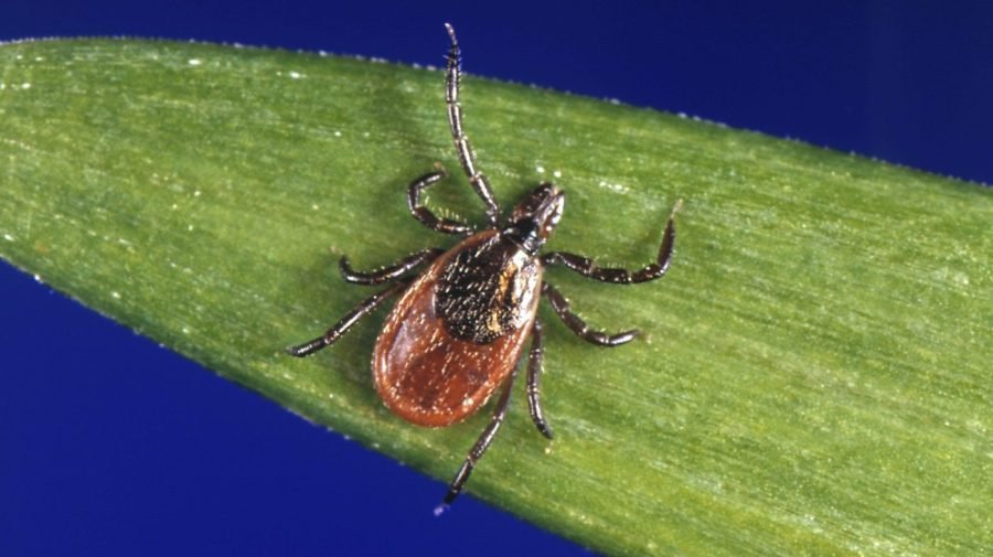 Lyme disease vaccine 70 percent effective: Pfizer