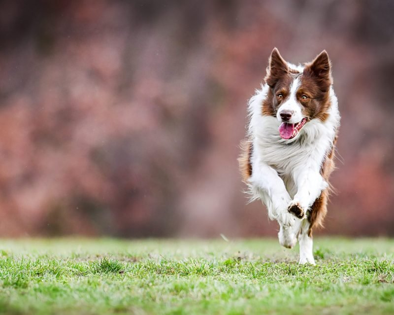 Spring Reset: What Dog Fence Should I Be Considering? A Complete Guide