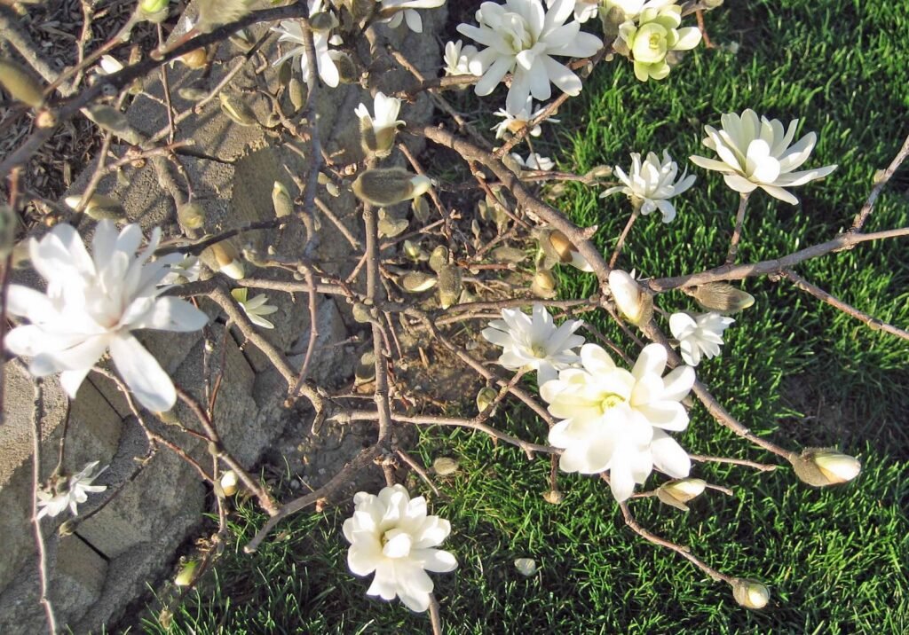 Garden Bloggers’ Bloom Day – March 2026