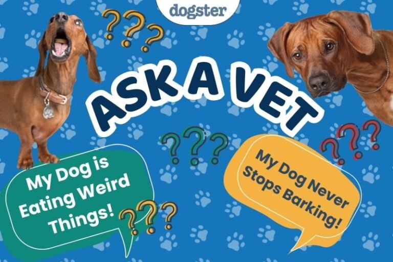 Ask Dr. Paola- Help! Are Bark Collars Inhumane? (March 2, 2026)