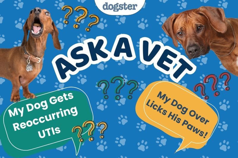 Ask Dr. Paola- Help! My Dog Gets Reoccurring UTIs (March 9, 2026)