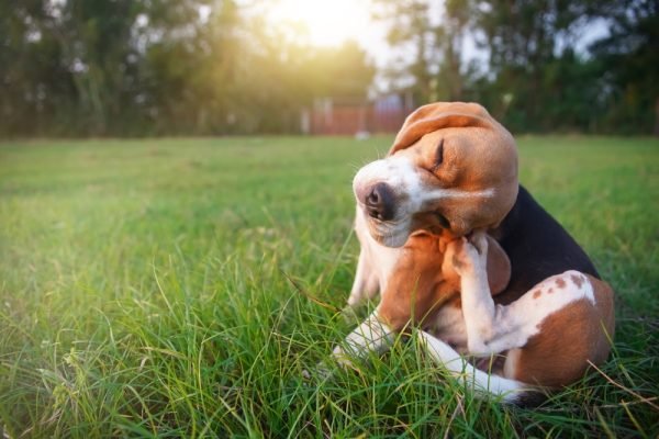 The Itchy Dog Survival Guide: Home Remedies That Help