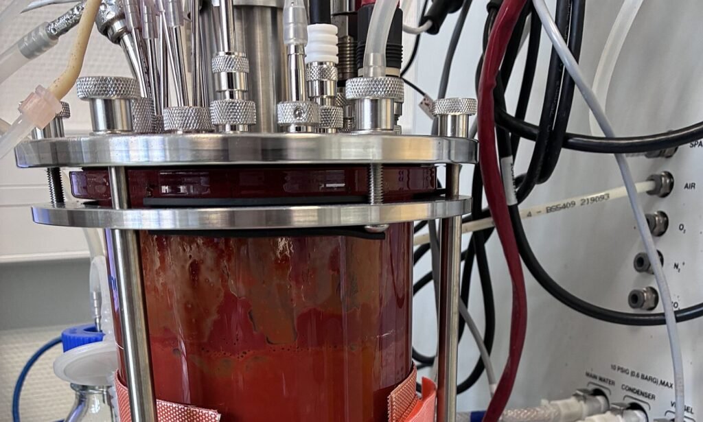 Can fermentation undercut synthetics? baCta chases astaxanthin’s ‘collagen moment’