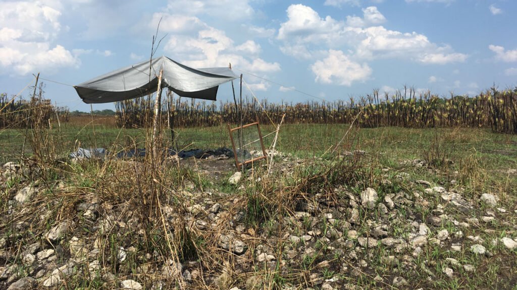 Ancient Maya Wetlands Reveal Settlement That Thrived Amid “Collapse”