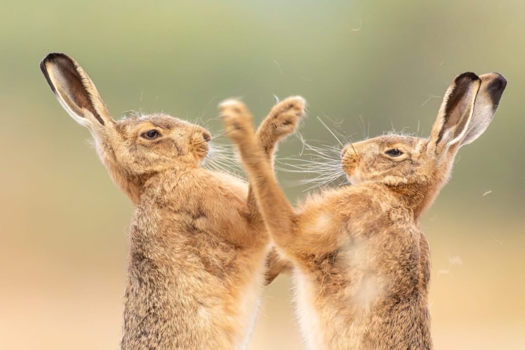 Dueling Hares and Leaping Toads Top the 2026 British Wildlife Photography Awards