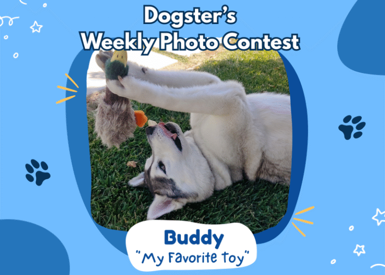 Dogster’s Weekly Photo Contest Winners: My Favorite Toy (March 19, 2026)