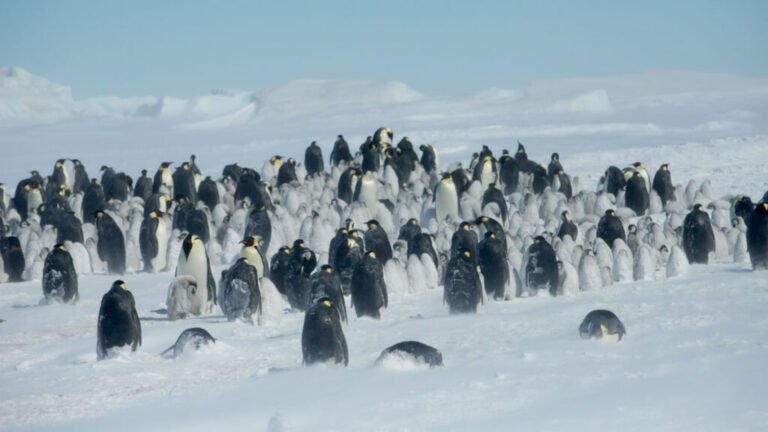 Shrinking Sea Ice Is Ruffling Emperor Penguins’ Feathers